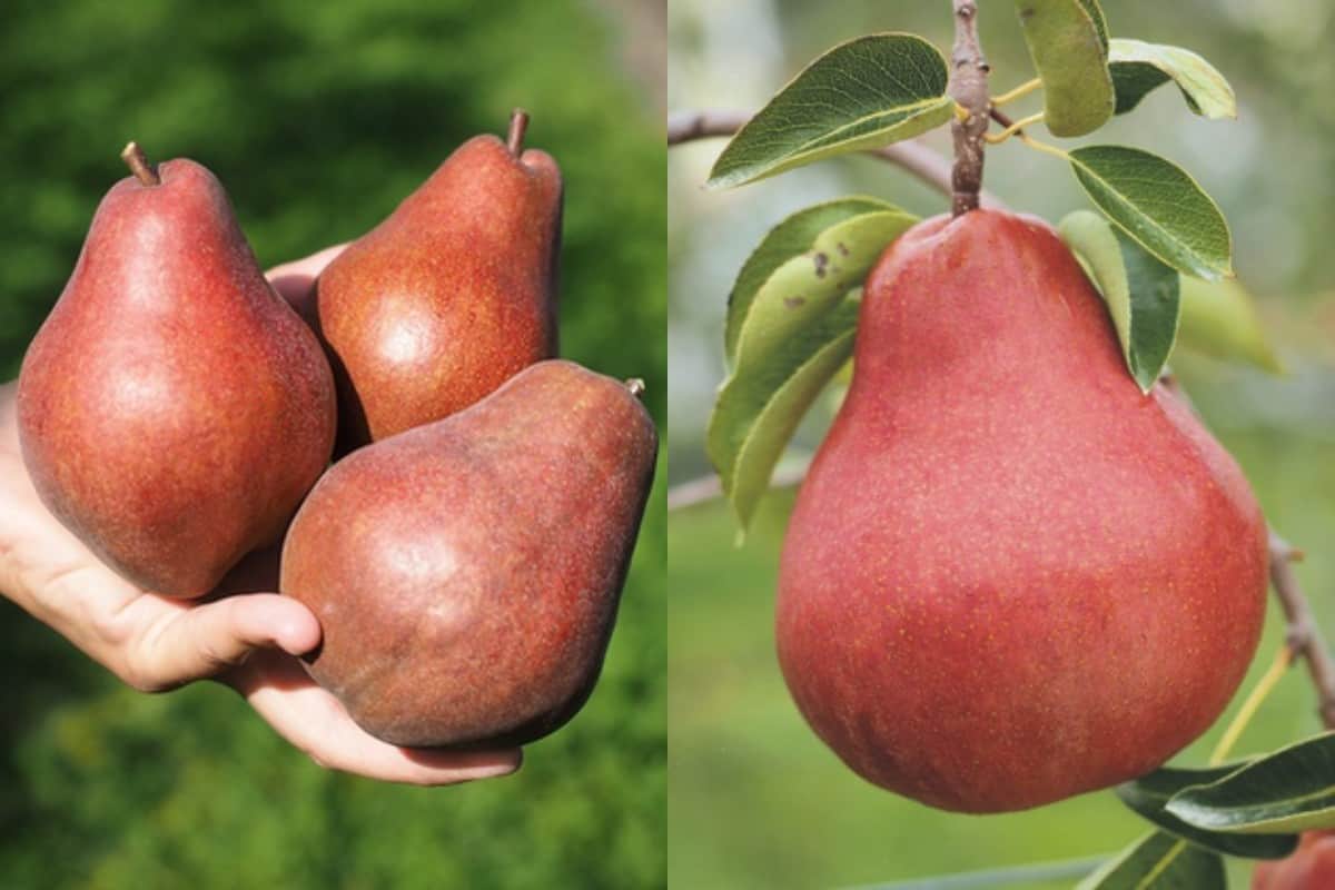 'Alessia®' – atrakcyjna i aromatyczna gruszka o czerwonej skórce