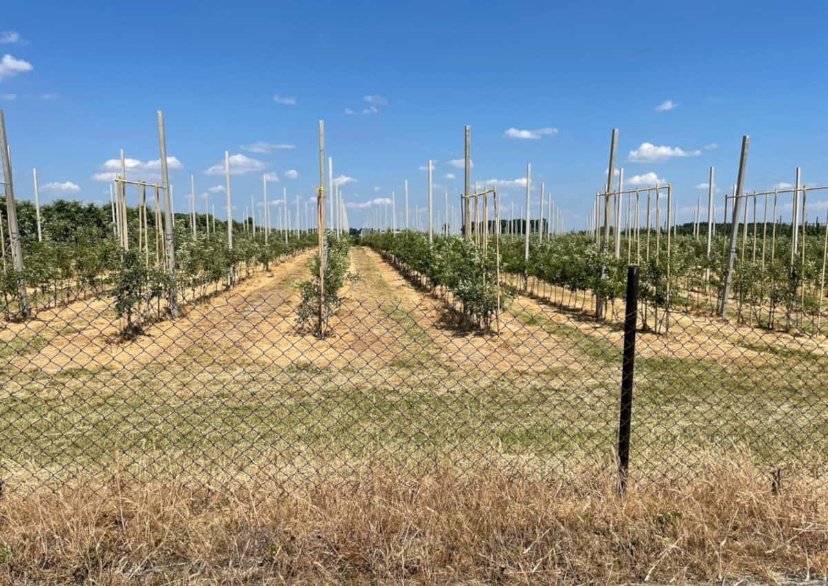 Stosowanie środków ochrony roślin tylko zgodnie z obowiązującymi normami i przepisami