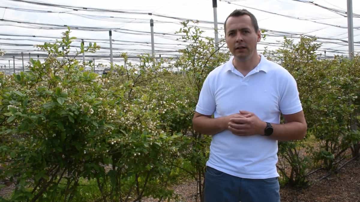 Borówka – zalecenia nawożenia, Marcin Płuziński, Azelis 11.06.2021