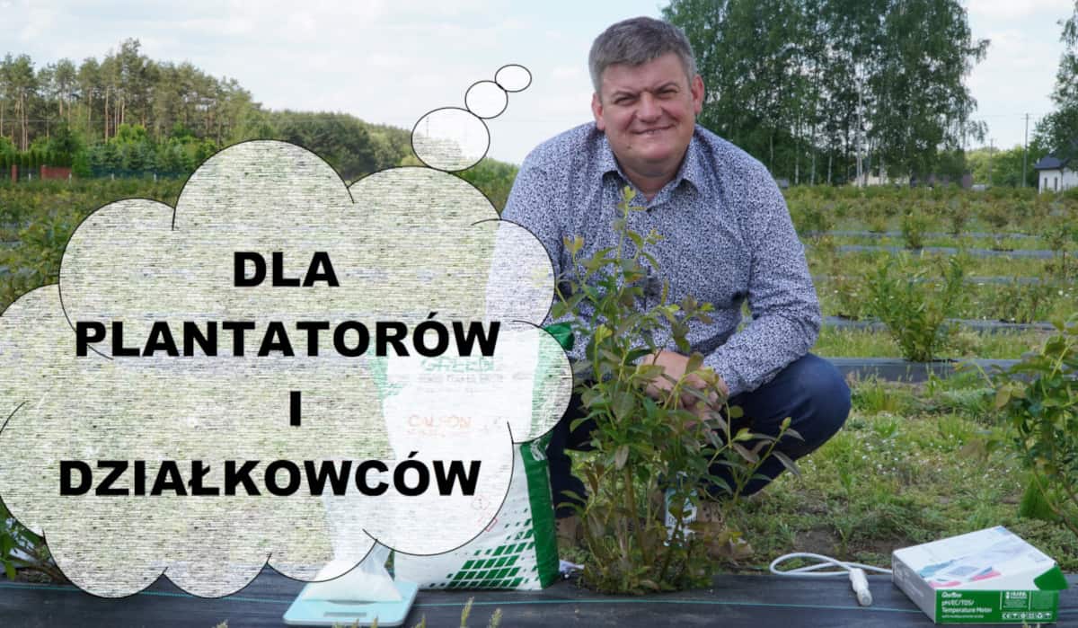 Borówka – nawożenie młodej plantacji DLA PLANTATORÓW I DZIAŁKOWCÓW Zbigniew Marek