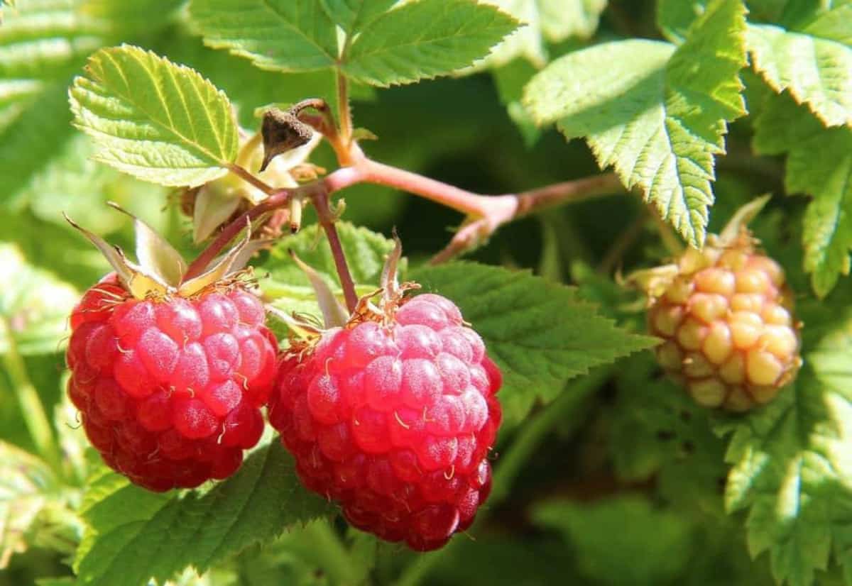 Wysokie ceny skupu malin w Serbii i Bośni