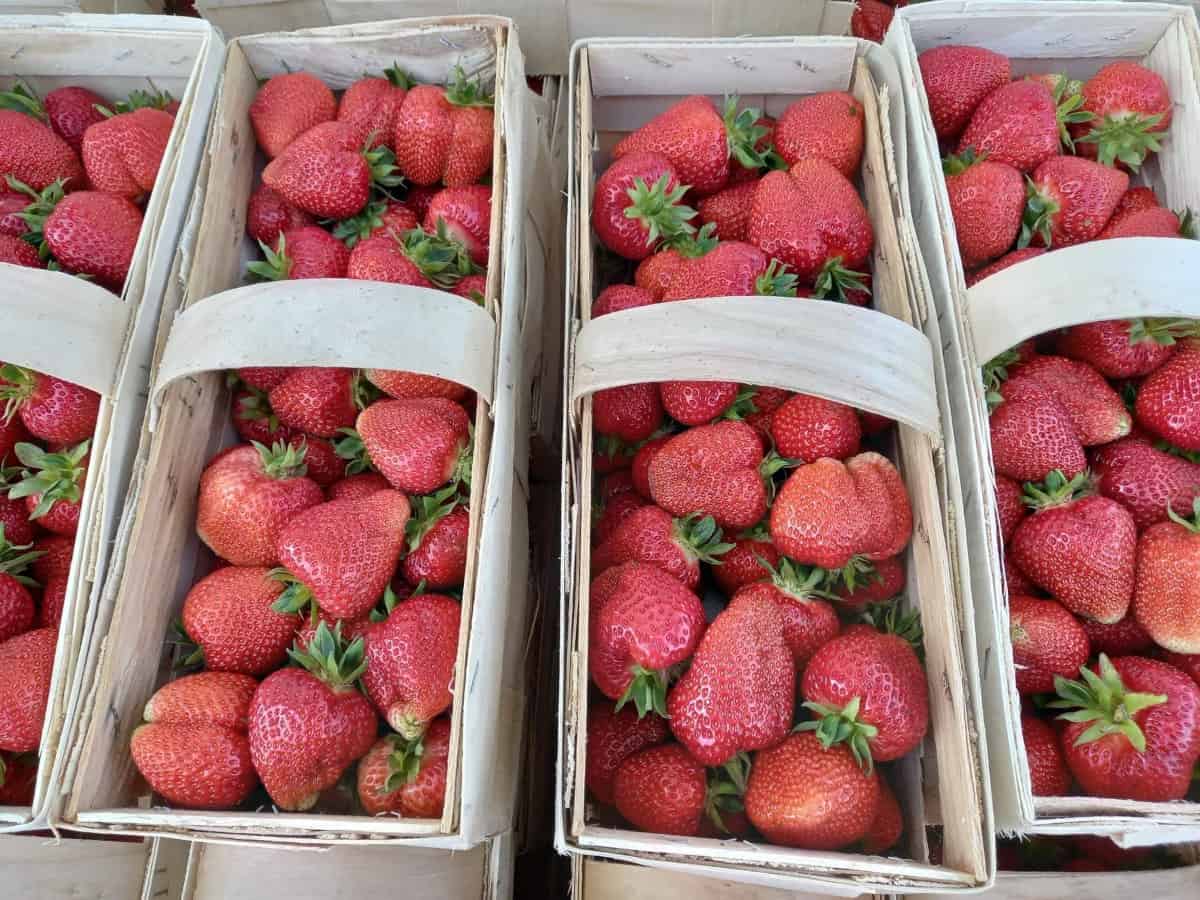 Aktualne ceny truskawek w hurcie [04.06.22]