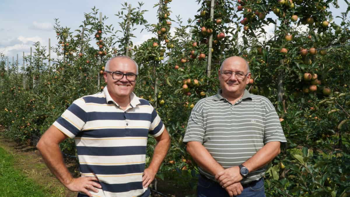 Choroby przechowalnicze – zabezpieczenie w sadzie