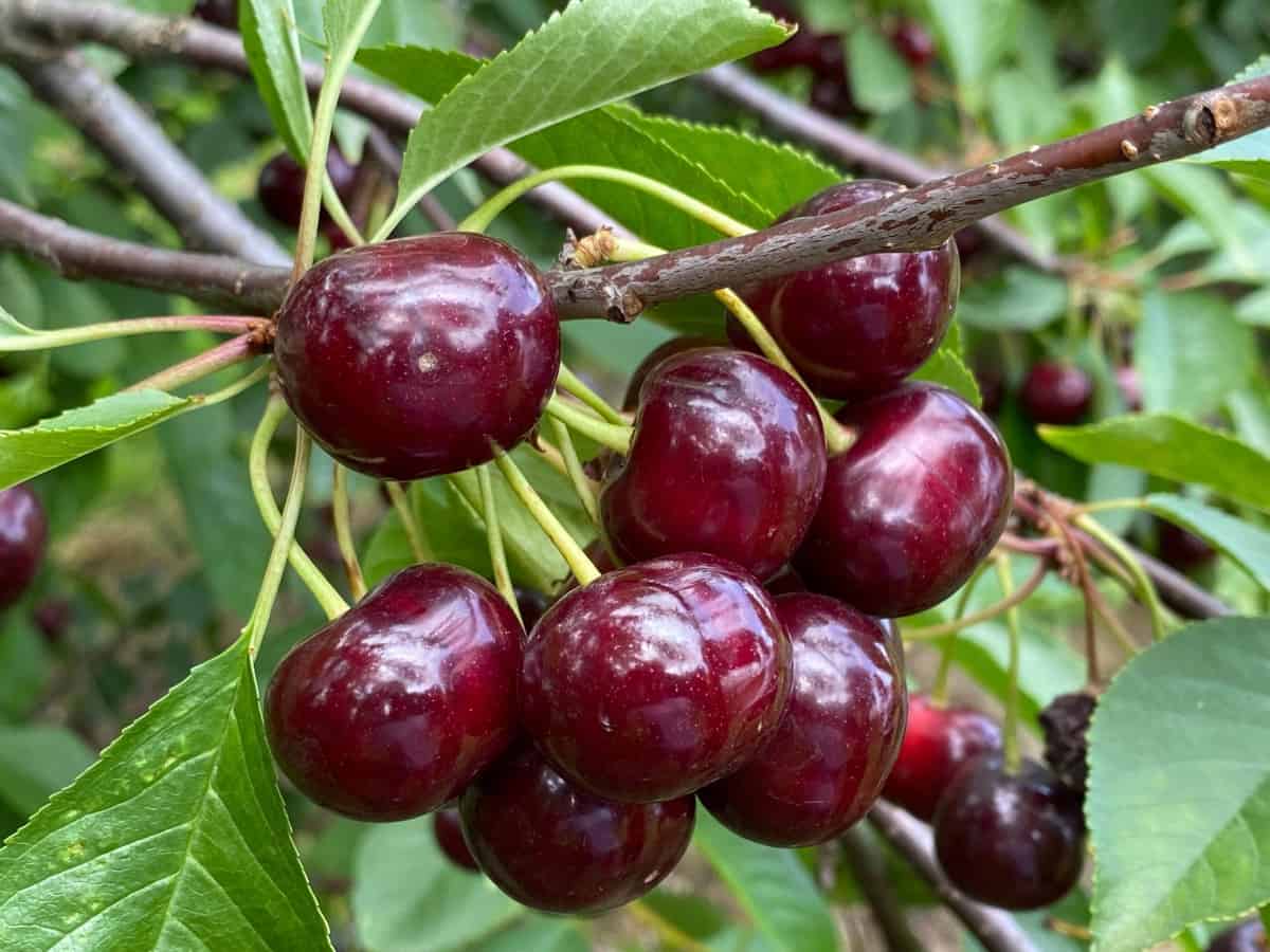 Czerechy - smak czereśni, walory przetwórcze wiśni