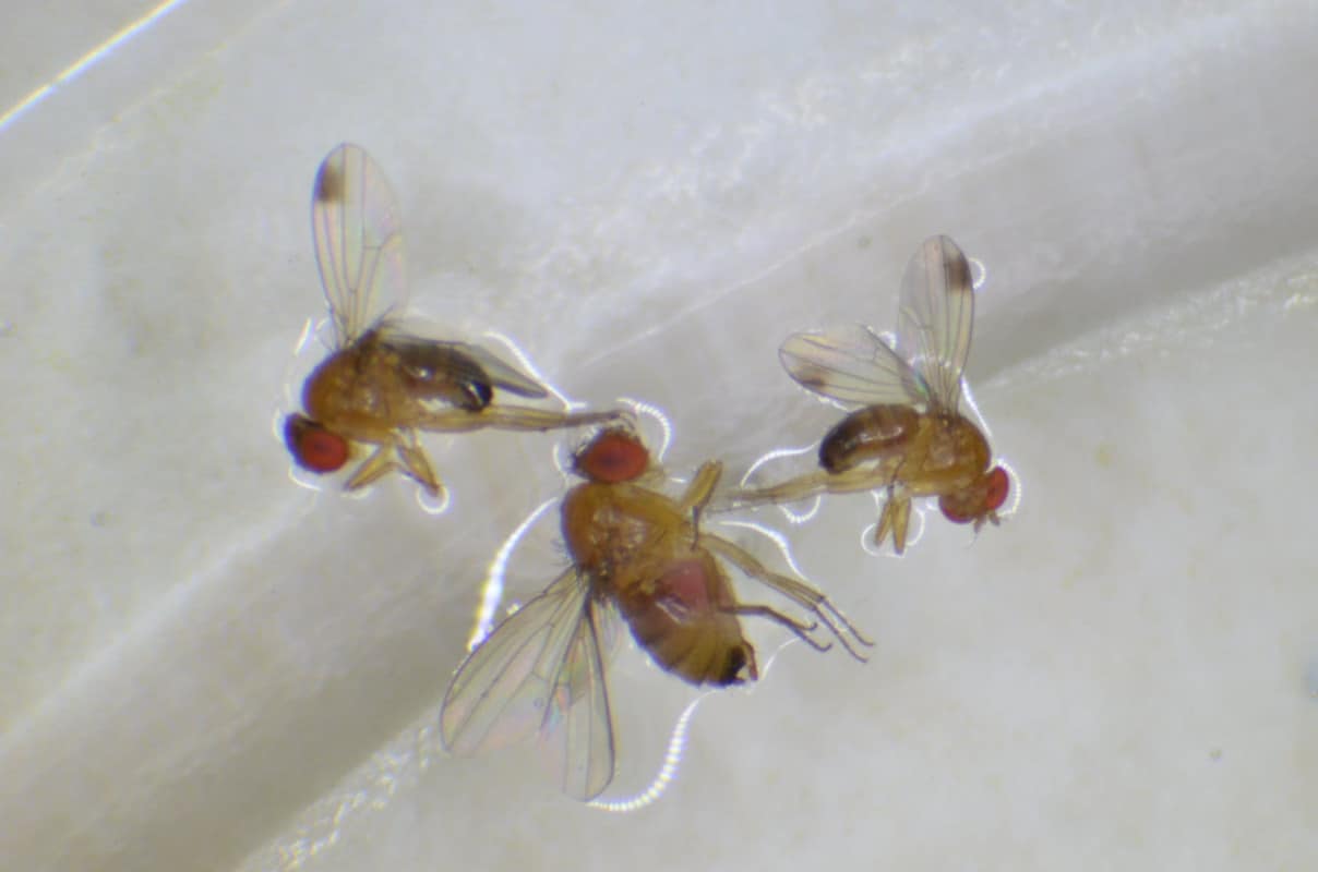 Drosophila suzuki już nie taka straszna? Brytyjczycy znaleźli sposób na szkodnika