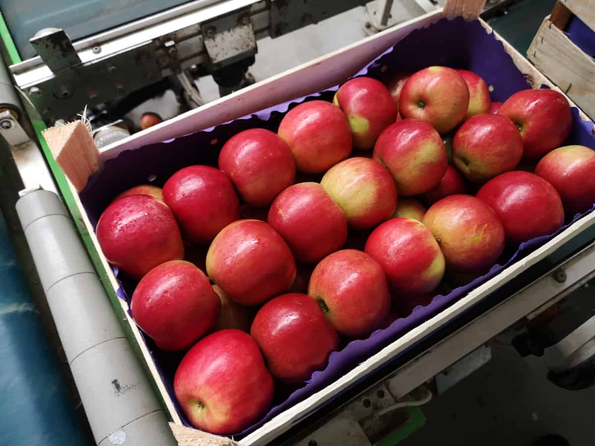 Ukraina chce konkurować z Polską o rynek egipski