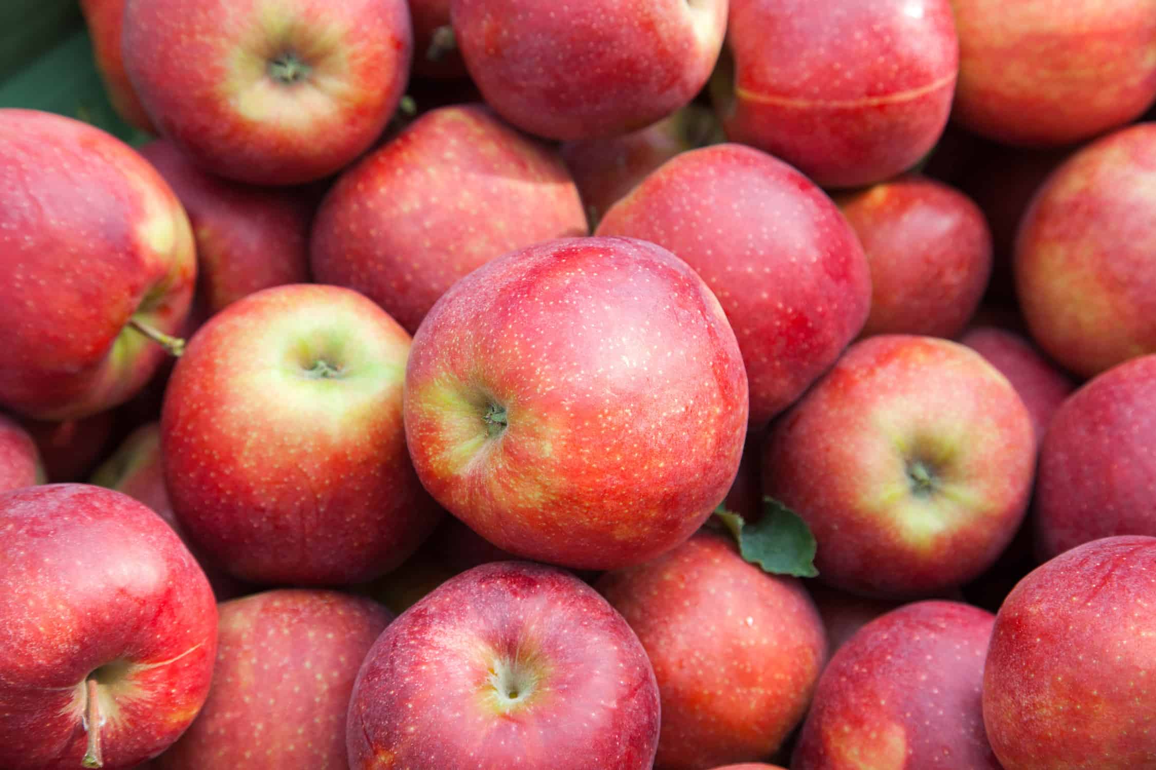 Ukraina podbija kolejne rynki zbytu jabłek