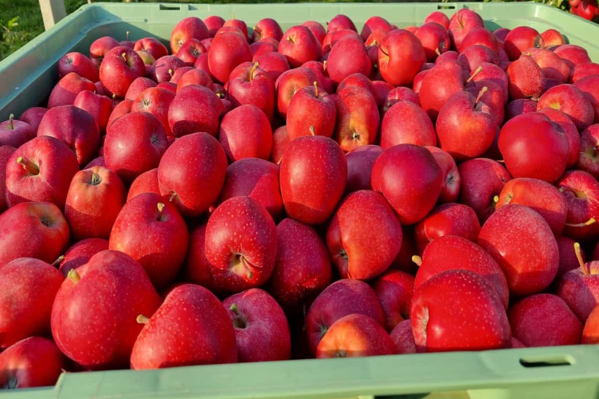 Eksportujmy, ale z głową! Kiedy i gdzie eksportować polskie jabłka?