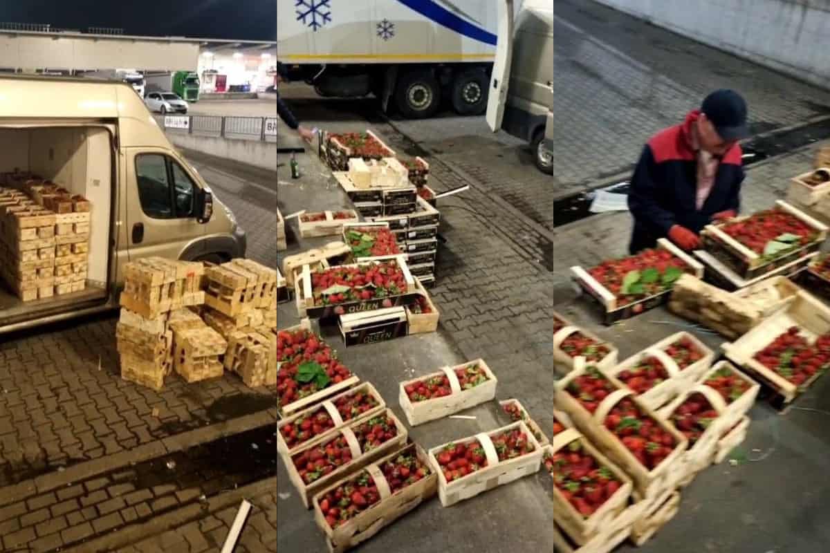 Greckie truskawki sprzedawane jako polskie. Nielegalny proceder na Broniszach