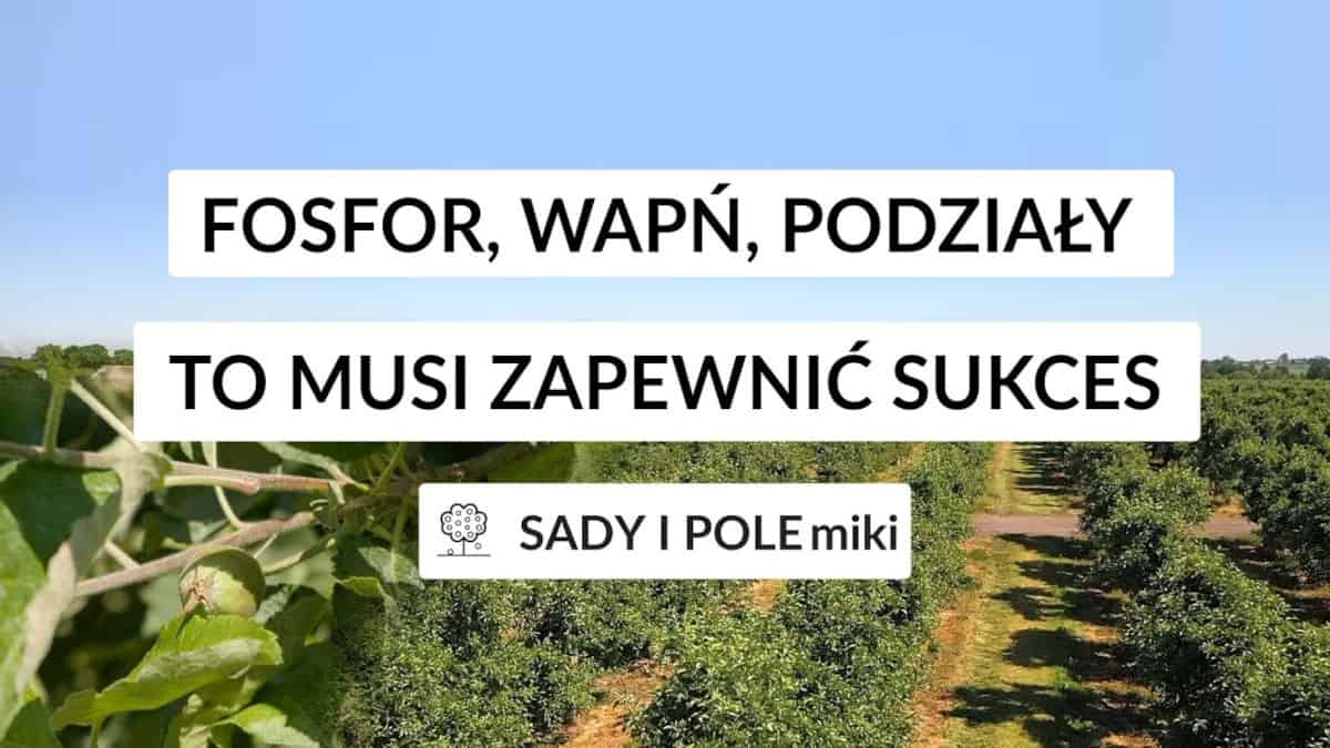 Czas działać już teraz. Fosfor, wapń, podziały to musi zapewnić sukces. - Sady i Polemiki odc. 05-21
