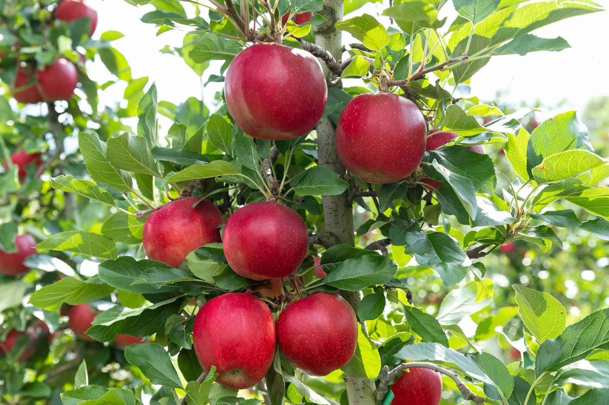 Czy każdy musi być sadownikiem?