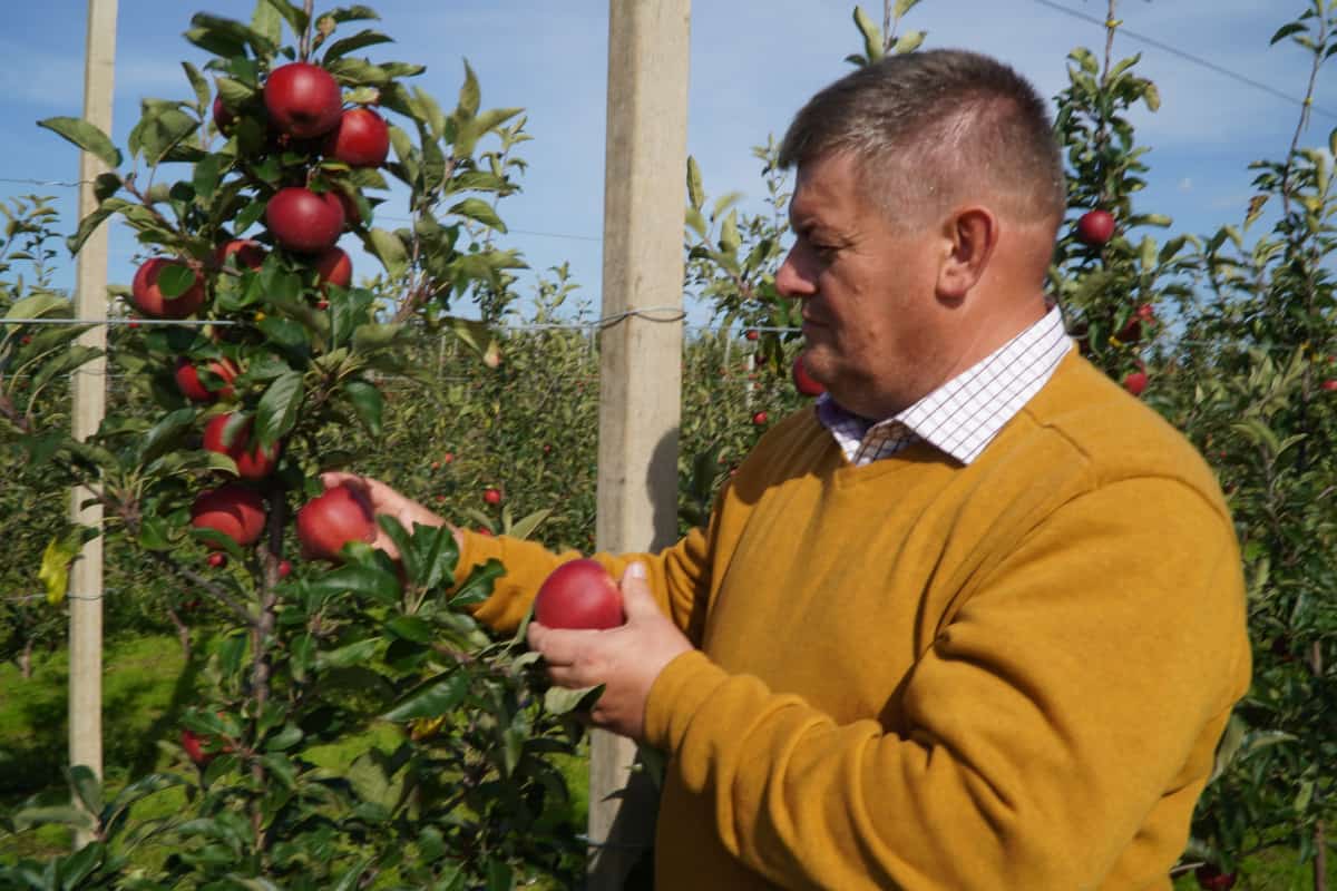 Galaval, Gala Dark Ann i Gala Schniga SchniCo Red(s) przed zbiorami, Zbigniew Marek 05.09.21