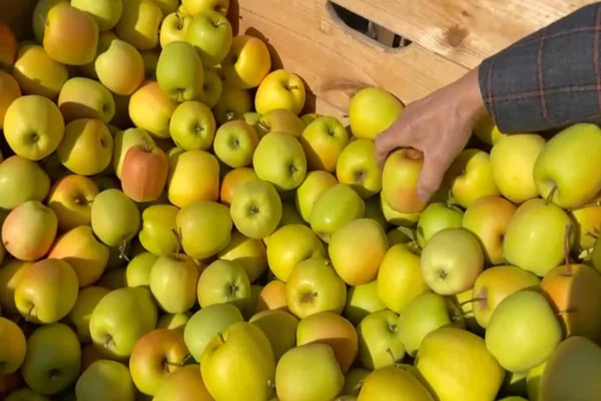 Golden Delicious – zbiory 2021 