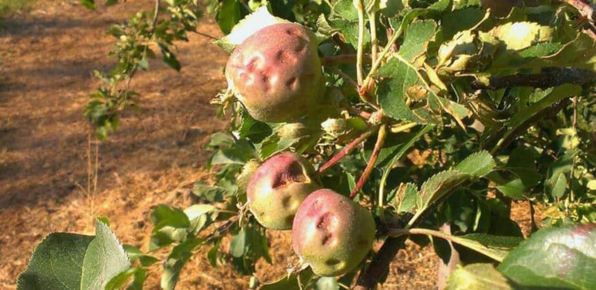 Fundusz Klęskowy receptą na brak ubezpieczeń?