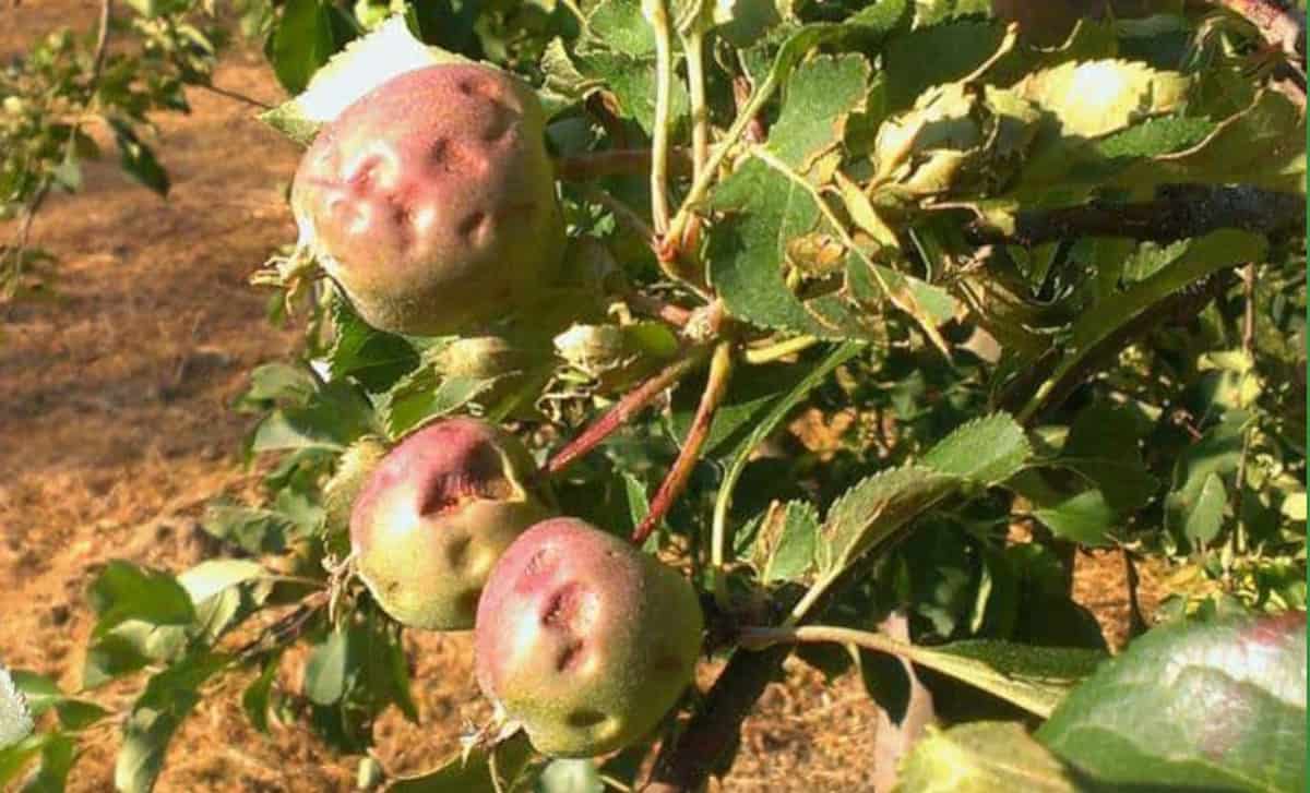 Sądeccy sadownicy pogrążeni w rozpaczy