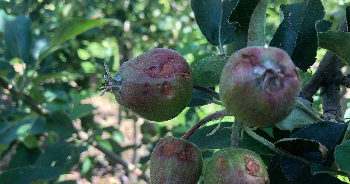 Gmina Grójec: można składać wnioski o szacowanie szkód gradowych