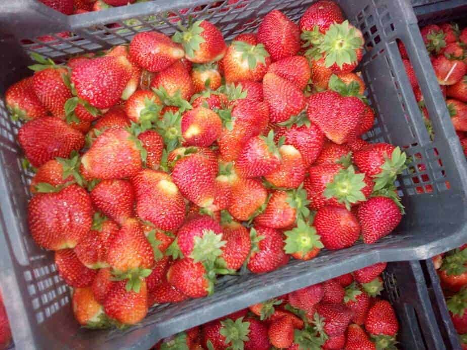 Kowalczyk zainterweniuje w sprawie truskawek