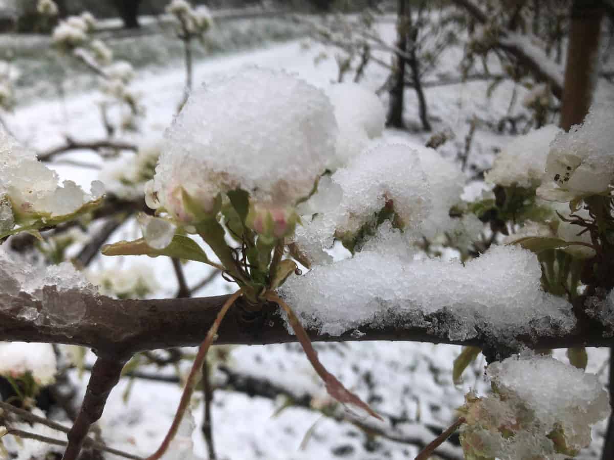 Problemy holenderskich sadowników