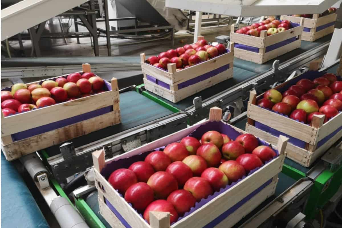 Przyszłość polskiego sadownictwa należy do Azji 