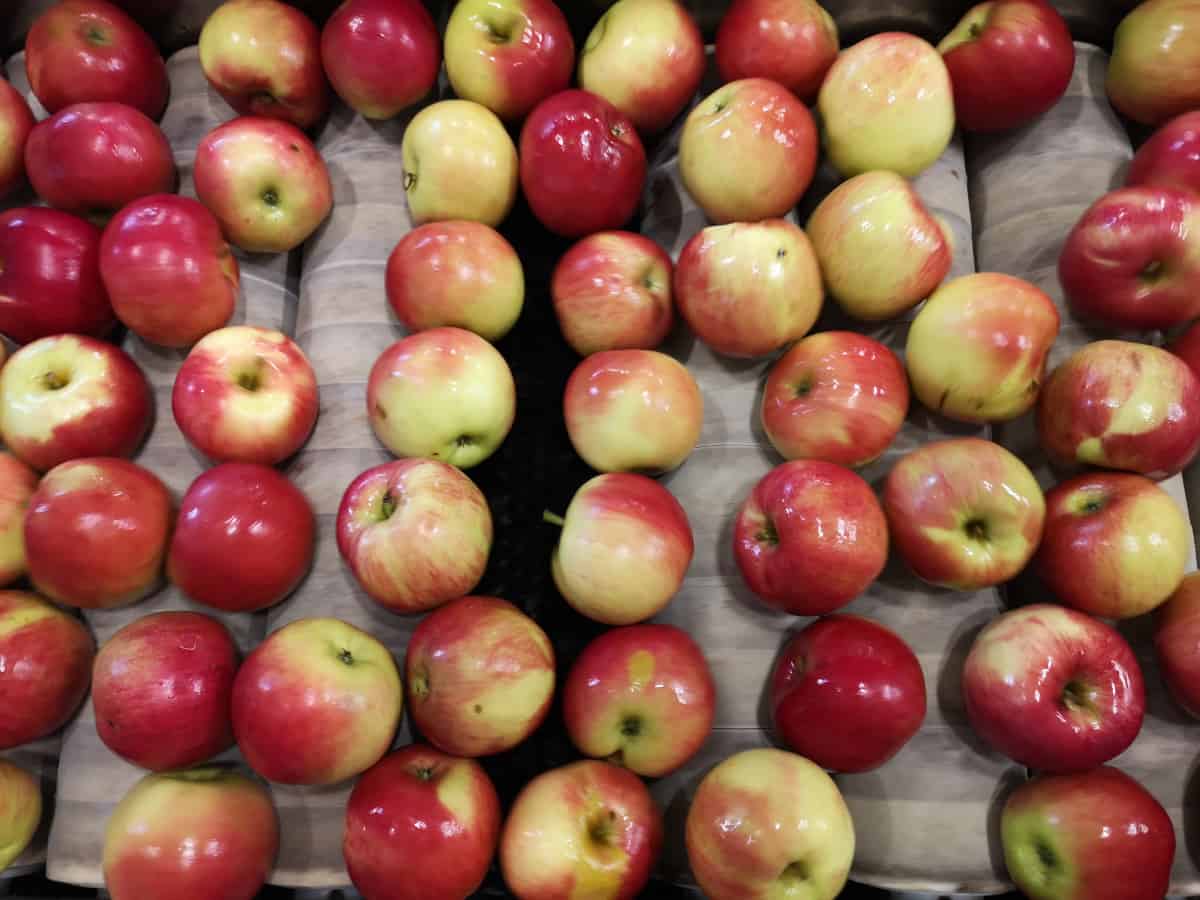 Brak integracji odbija się czkawką na sadowniku i firmach handlowych