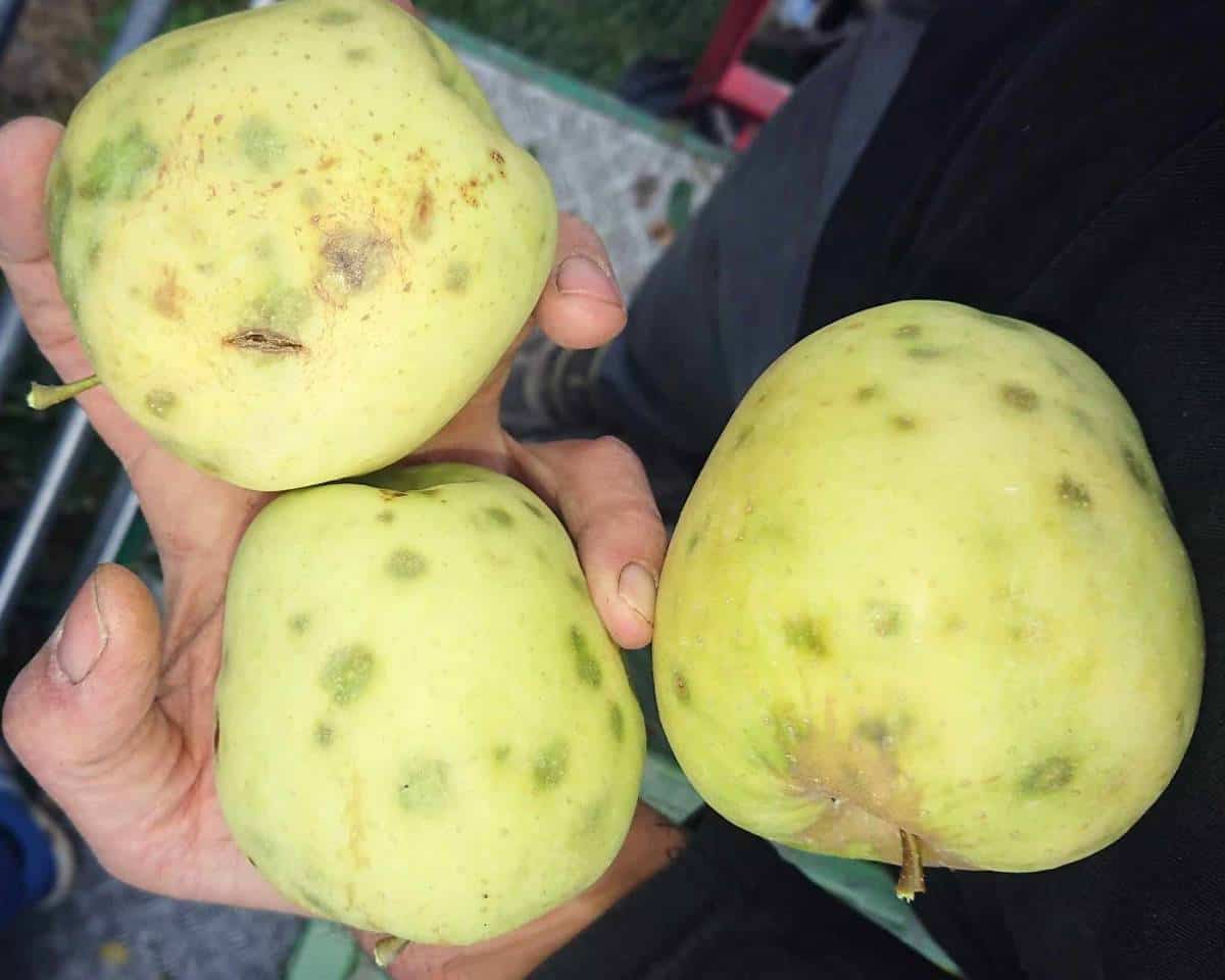 Halyomorpha halys w południowej Holandii czuje się jak w domu 