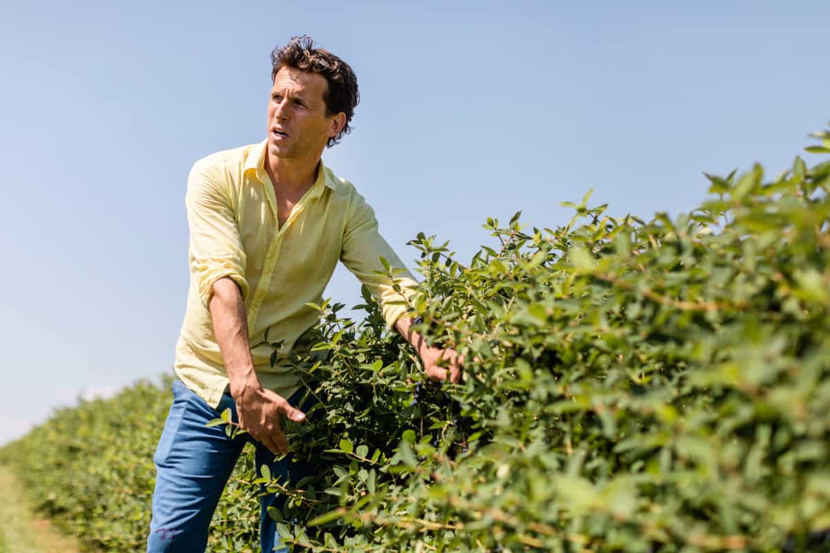 Jagoda kamczacka najbardziej oczekiwanym superowocem 2022 roku