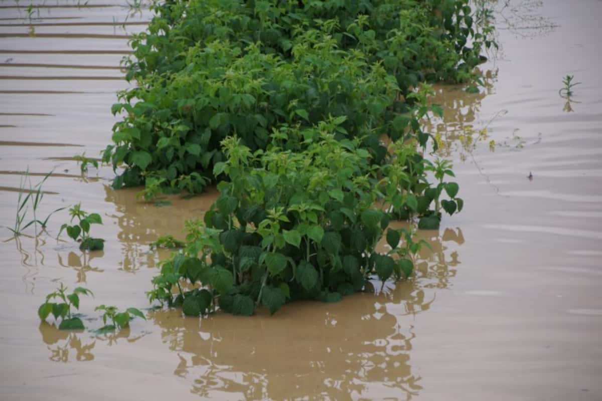 Ulewne deszcze zalały plantacje malin na Lubelszczyźnie