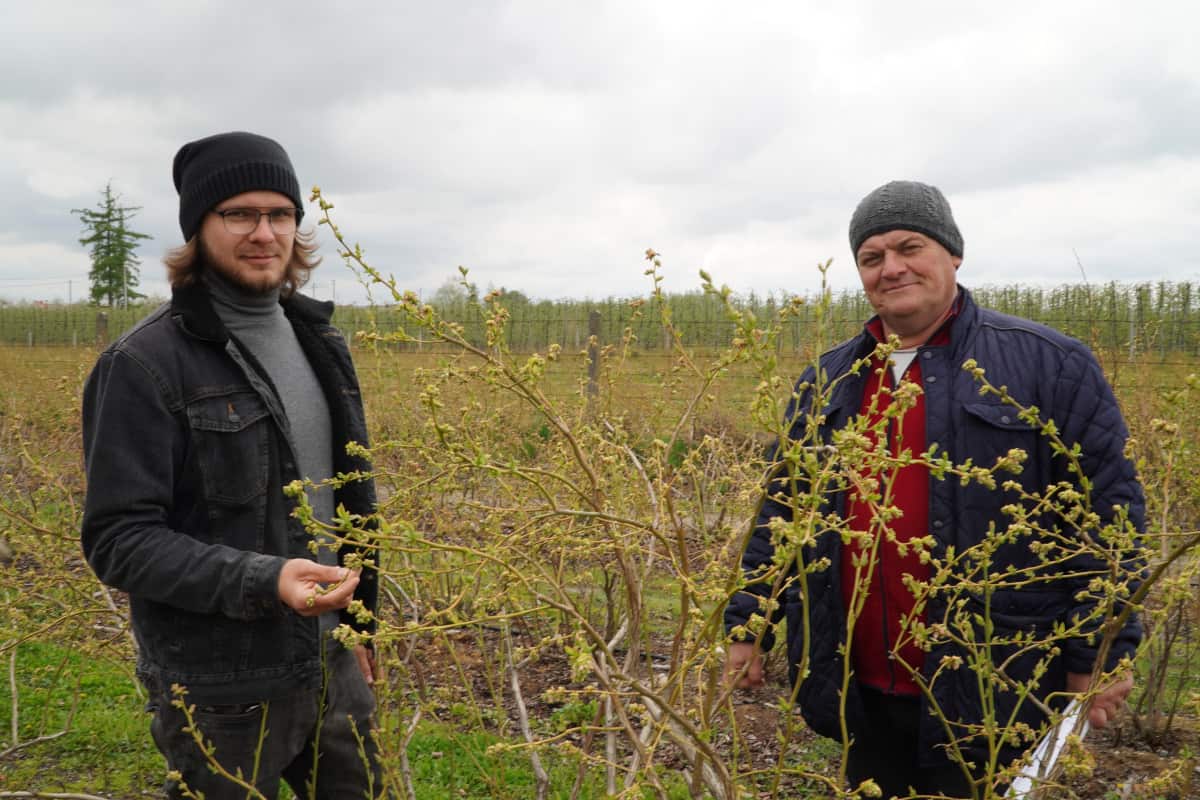 Borówka – istotne zabiegi przed kwitnieniem, Zbigniew Marek i Marceli Dubczyk, 08.05.21