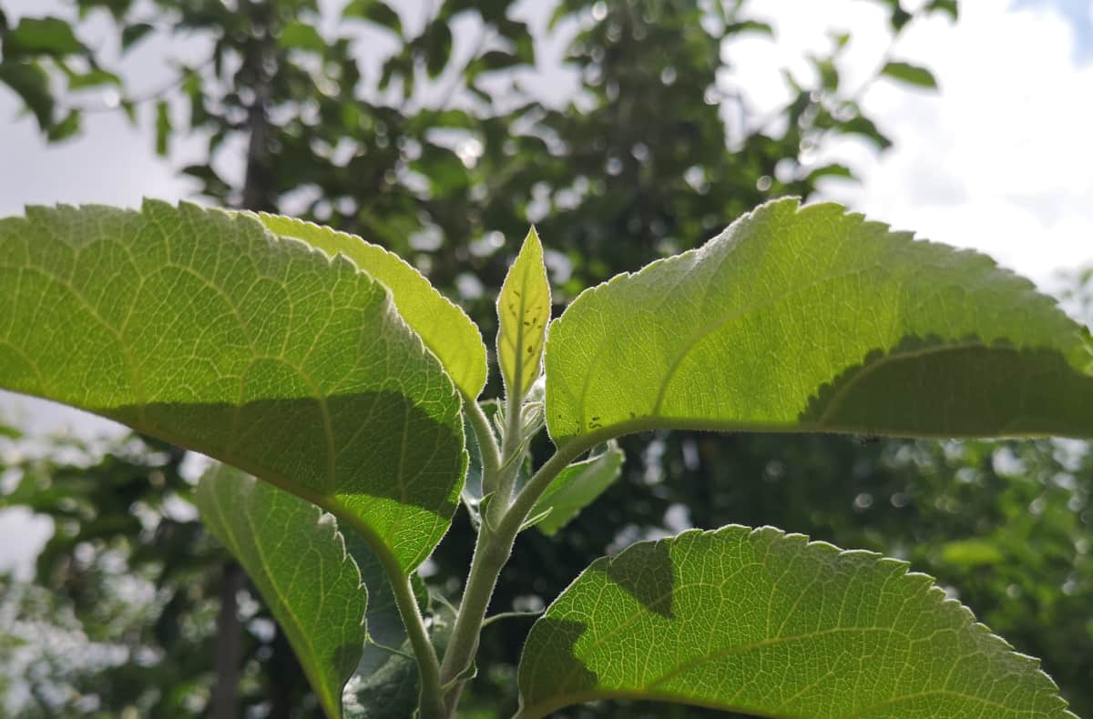 Spirotetramat na celowniku Unii. Niepewna przyszłość Movento