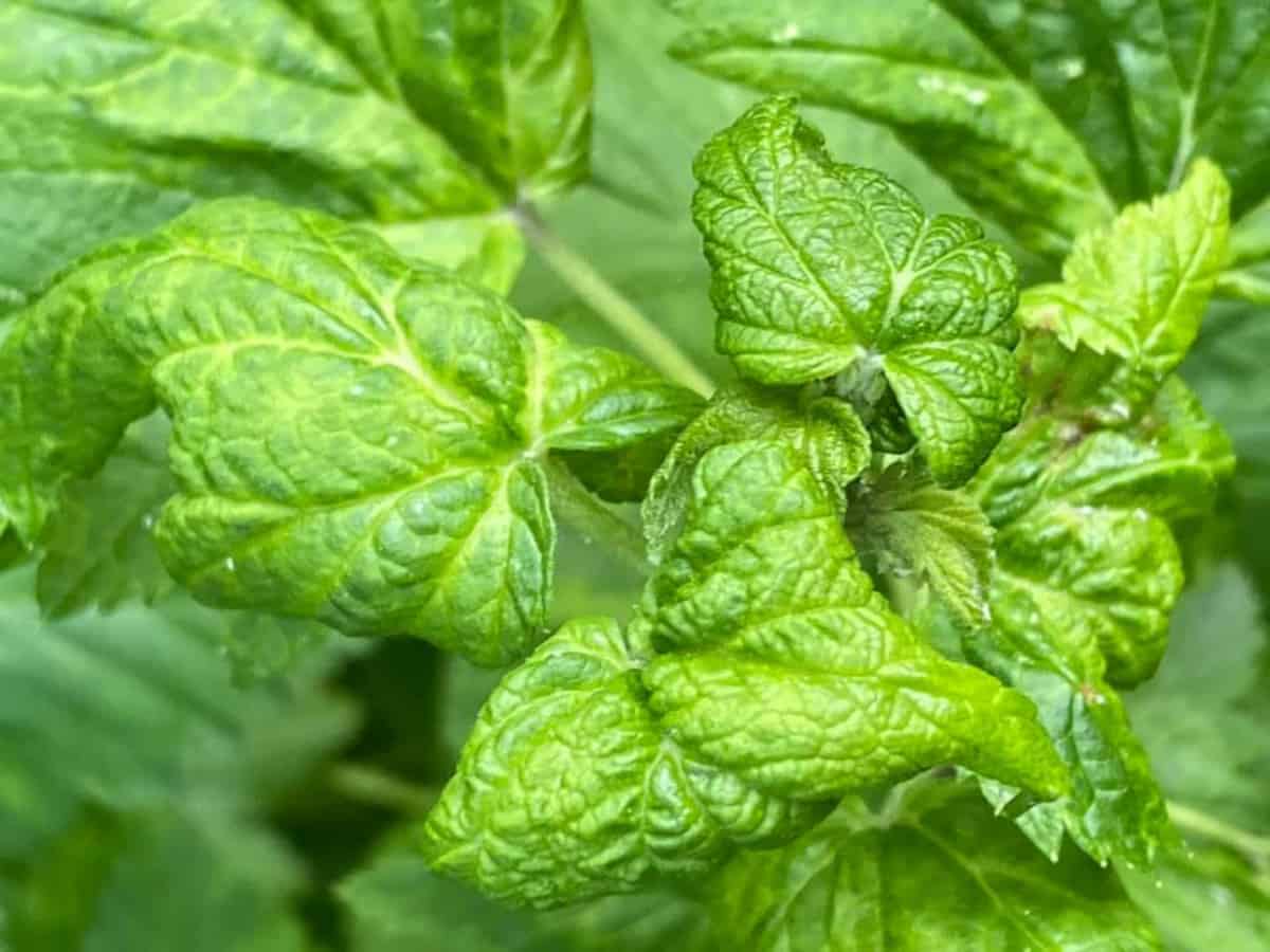 Mszyce na porzeczkach – objawy i zwalczanie 