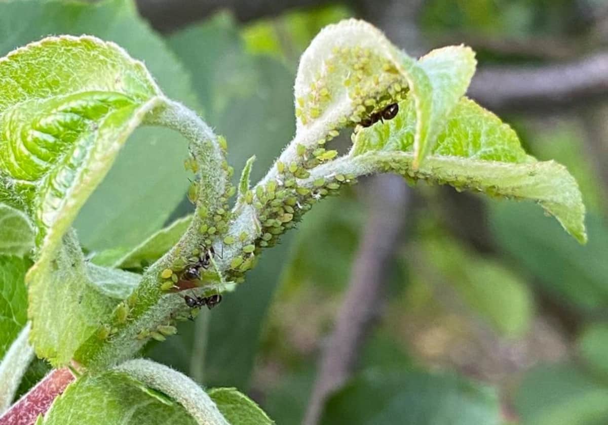 Mszyca jabłoniowa masowo atakuje sady