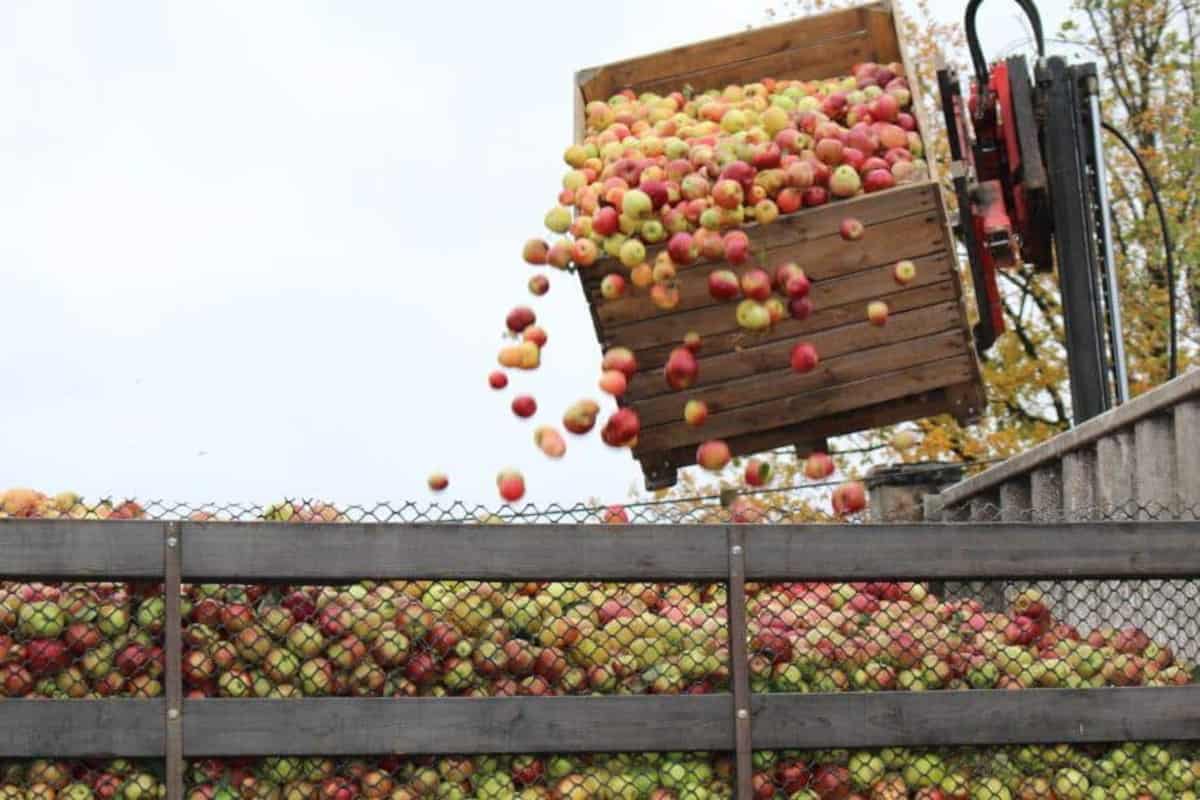Na rynku jabłek przemysłowych dobre chęci nie wystarczą...