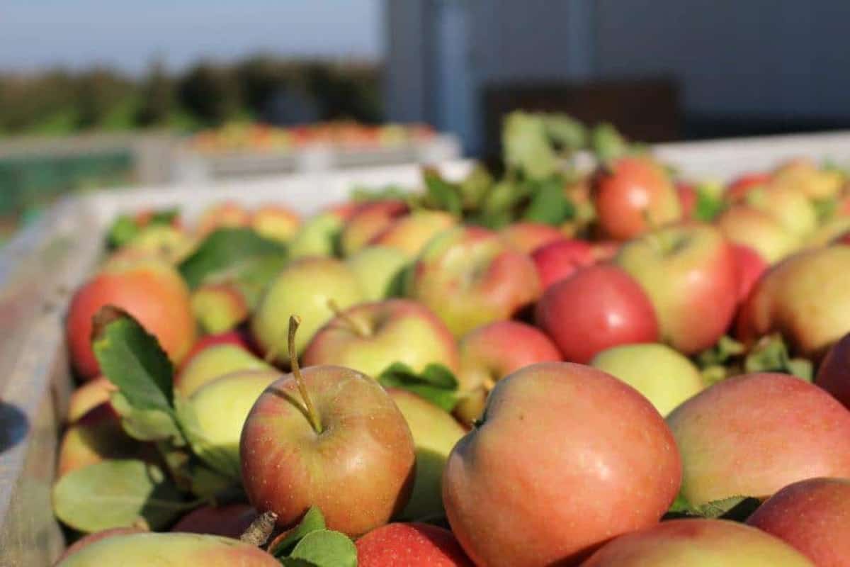 Czy w Polsce jest nadprodukcja jabłek? 