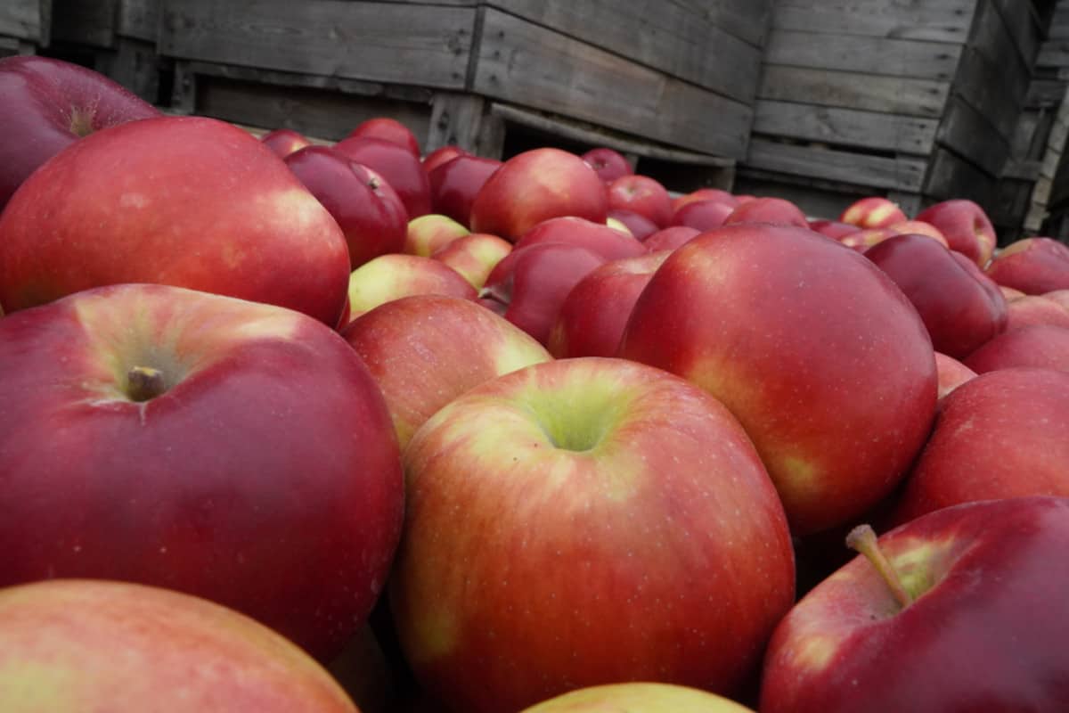 Największa patologia polskiego rynku jabłek 