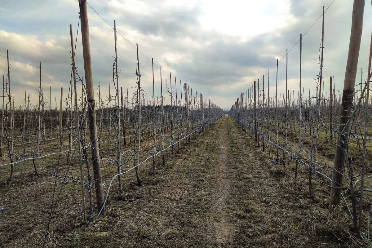 Nie martwi mnie spadek plonu 