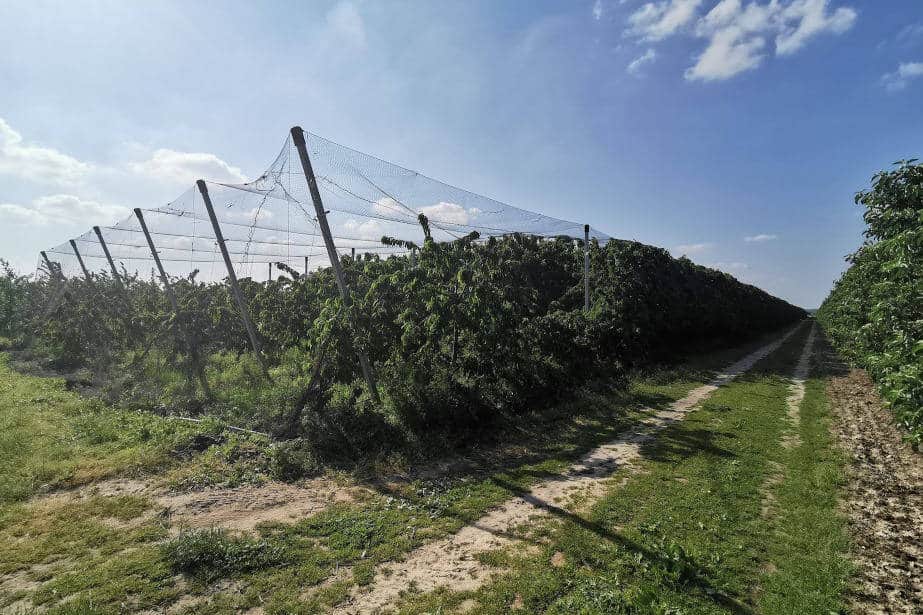 Jak ochronić sad przed ptakami? 