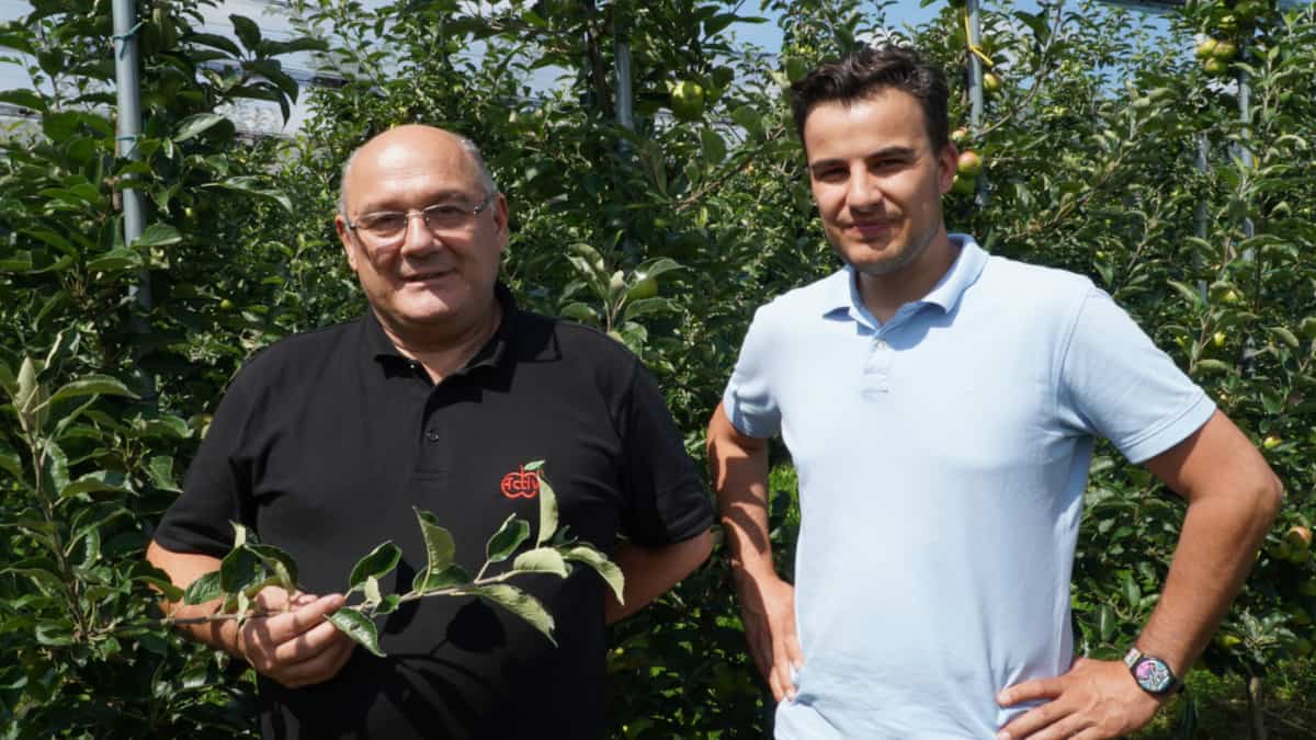 Oparzenia słoneczne owoców