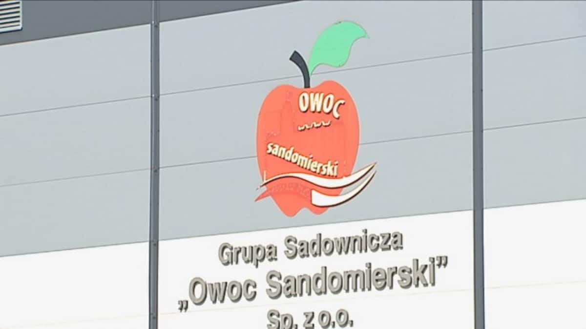 Spore zainteresowanie „Owocem Sandomierskim” 