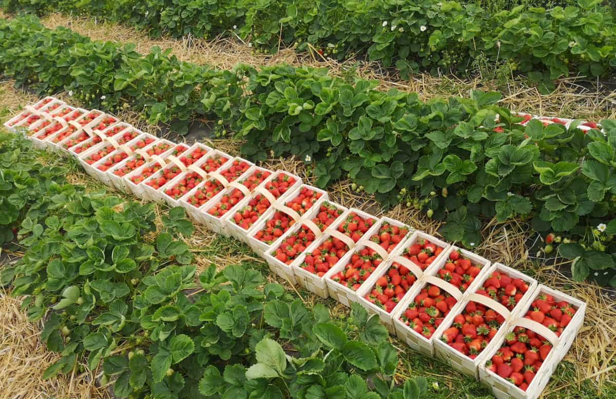 Plantacje truskawek na celowniku złodziei
