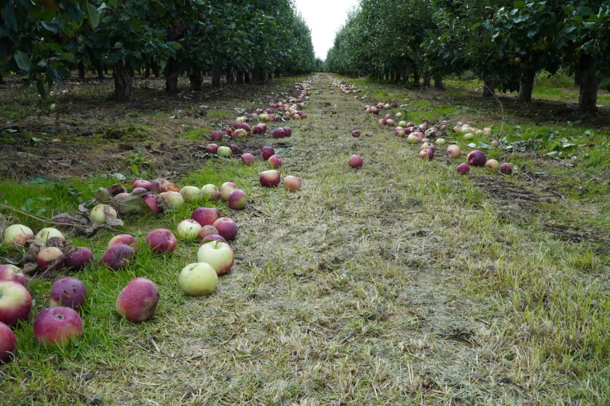Jabłka przemysłowe powinny kosztować przynajmniej 60 gr/kg?  