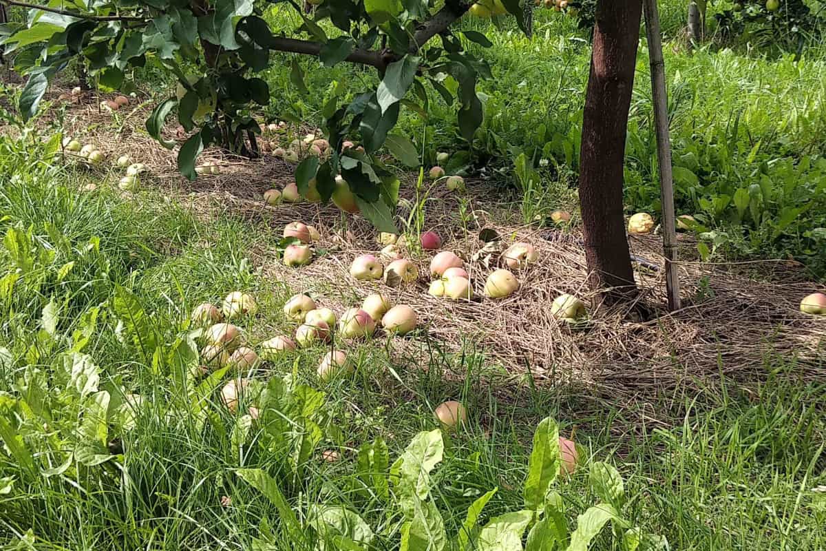 Obecnie nie ma podstaw do obniżania cen skupu jabłek! Sadownicy muszą wziąć sprawy w swoje ręce