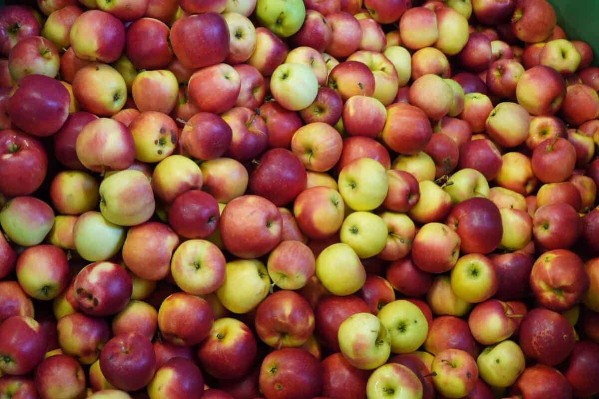 Niespodziewany wzrost cen jabłek przemysłowych 