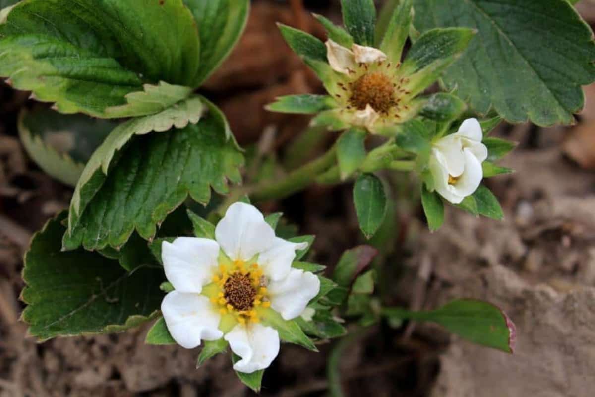 Przygruntowe przymrozki praktycznie w całym kraju 