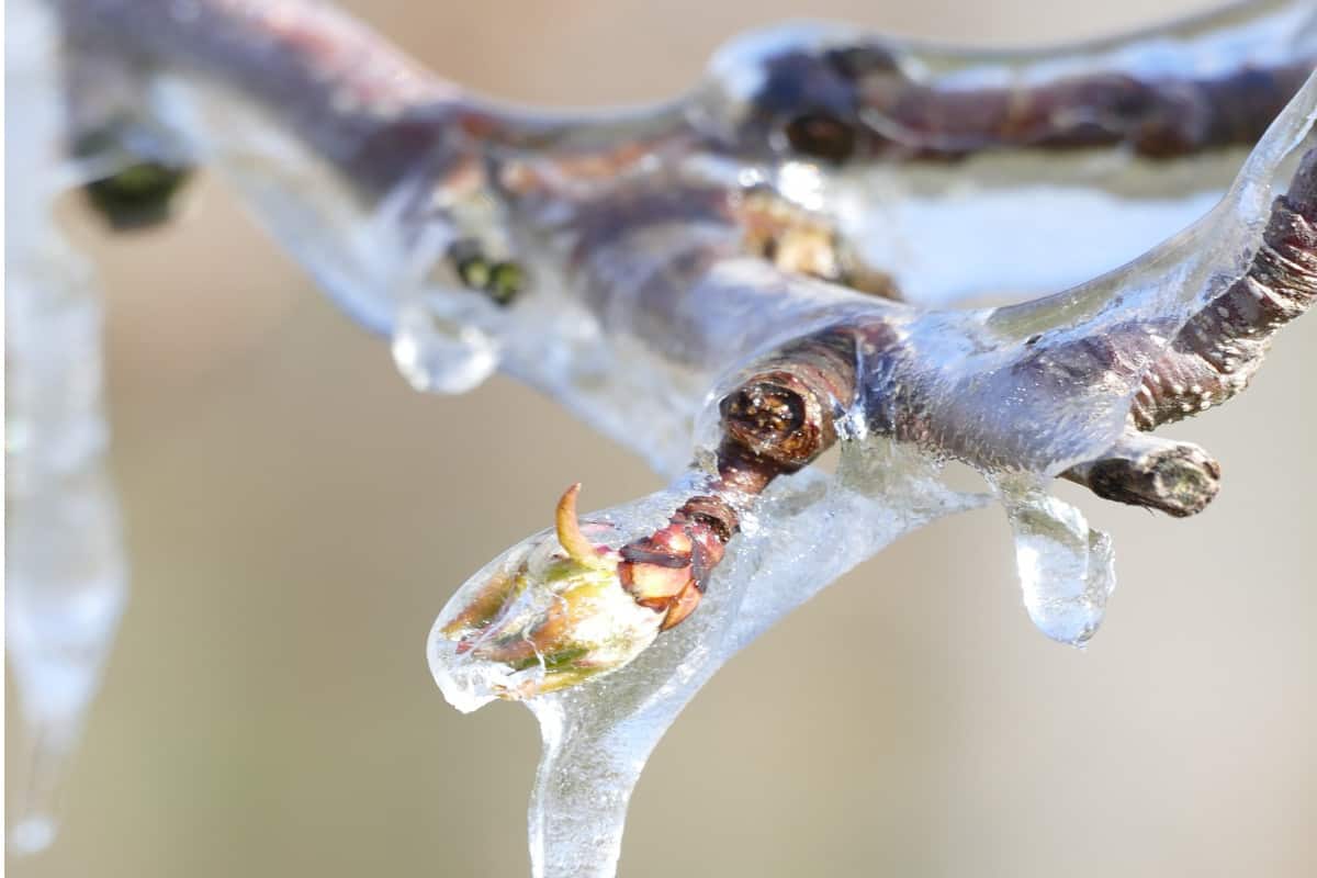 IMGW ostrzega przed przymrozkami