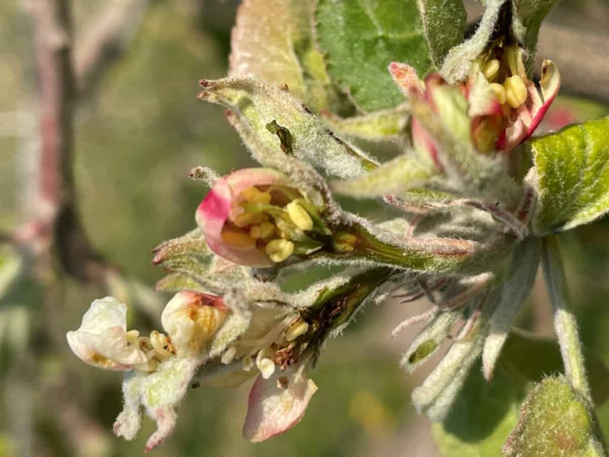 Przymrozki nie powiedziały jeszcze ostatniego słowa?