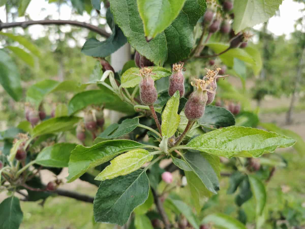 Przymrozki w czerwcu? Bardzo możliwe