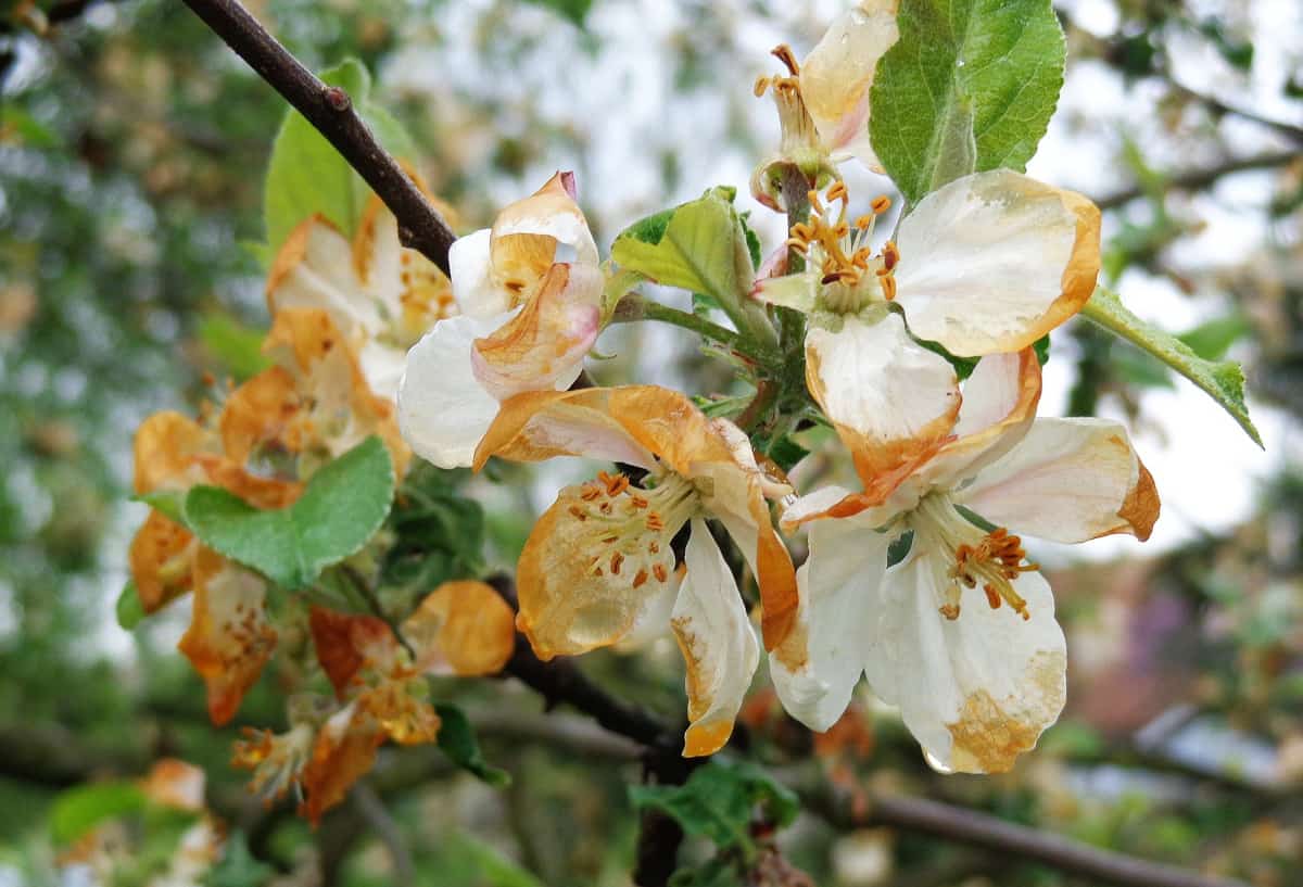 To nie koniec przymrozków?