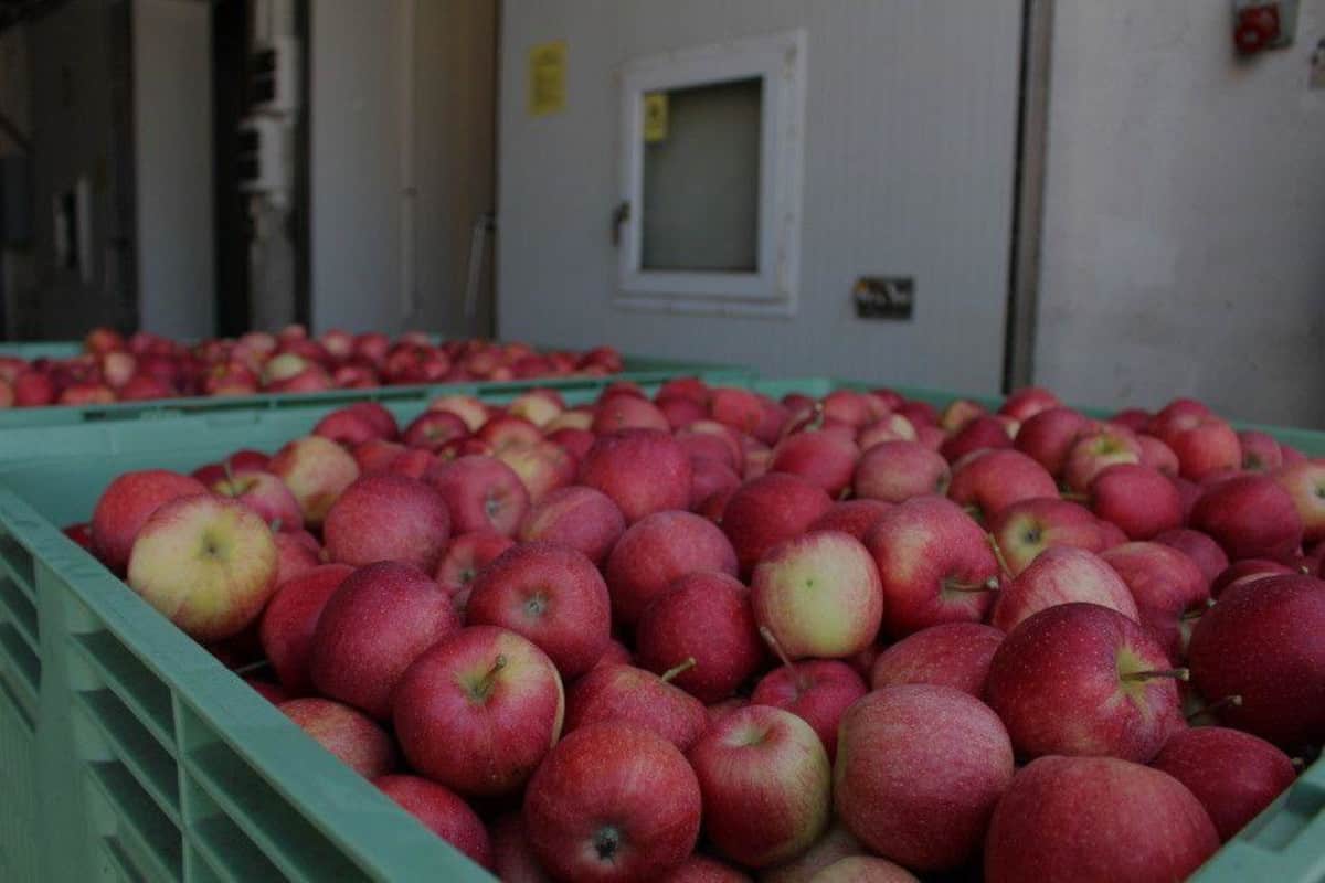 Ile jabłek jest w polskich chłodniach? 