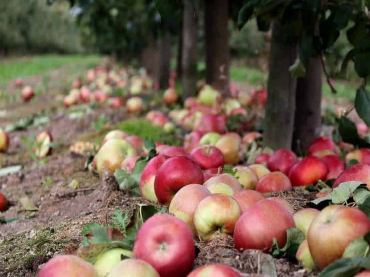 Sady sokowe obniżą koszty produkcji