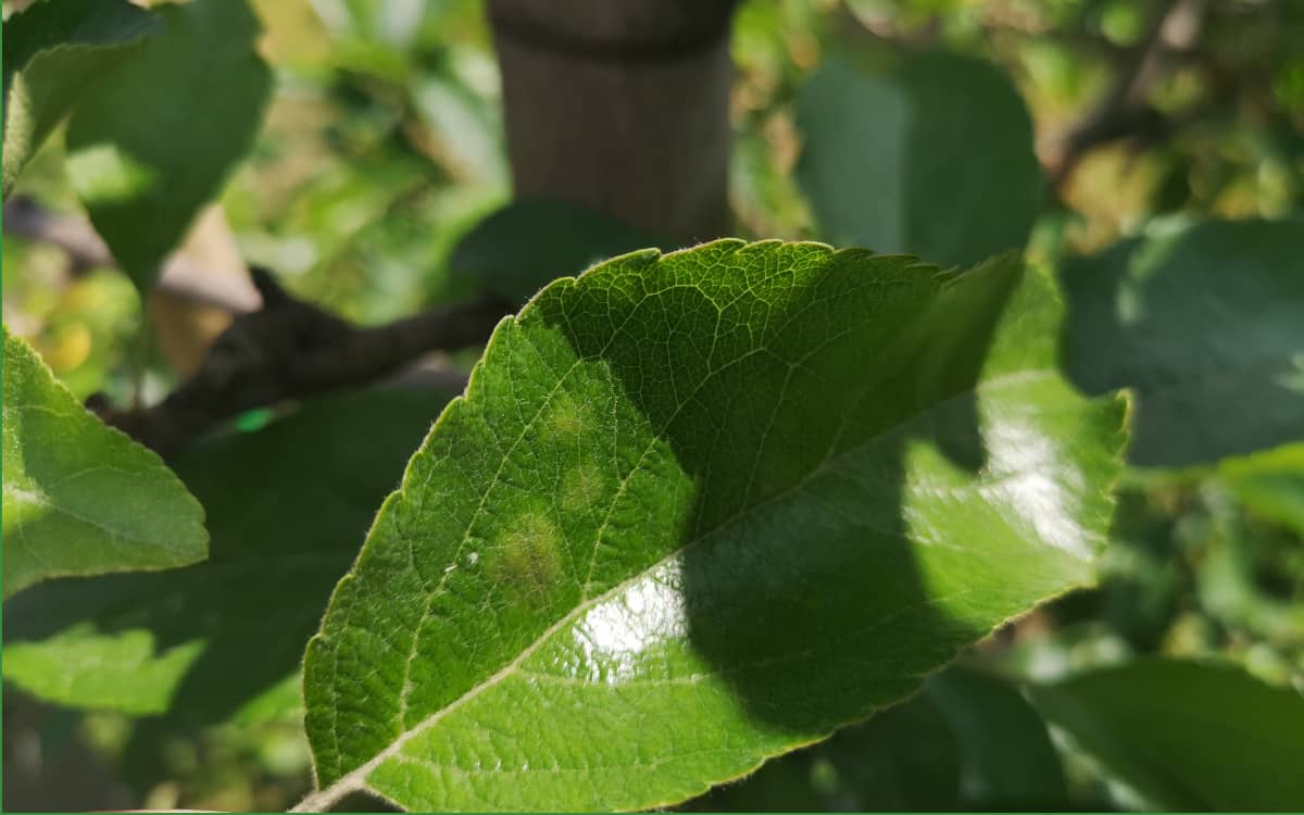 Coraz więcej zaniedbanych sadów w Polsce? Burzliwa dyskusja w sieci